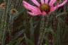 Echinacea tennesseensis, habit