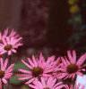 Echinacea tennesseensis, habit