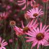 Echinacea tennesseensis, habit