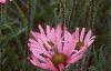 Echinacea tennesseensis, habit
