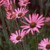 Echinacea tennesseensis, habit