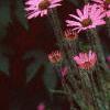 Echinacea tennesseensis, habit