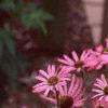 Echinacea tennesseensis, habit
