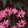 Echinacea tennesseensis, habit