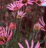 Echinacea tennesseensis, habit
