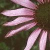 Echinacea tennesseensis, flowers