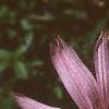Echinacea tennesseensis, flowers