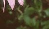 Echinacea tennesseensis, flowers