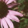 Echinacea tennesseensis, flowers