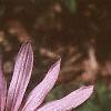 Echinacea tennesseensis, flowers