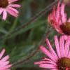Echinacea tennesseensis, flowers