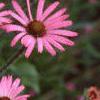 Echinacea tennesseensis, flowers