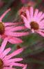 Echinacea tennesseensis, flowers