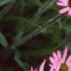 Echinacea tennesseensis, flowers