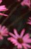 Echinacea tennesseensis, flowers