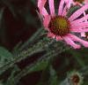 Echinacea tennesseensis, flowers