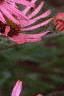 Echinacea tennesseensis, flowers