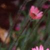 Echinacea tennesseensis, flowers