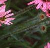 Echinacea tennesseensis, flowers