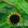 Echinacea 'Twilight', flowers