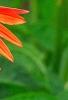 Echinacea 'Twilight', flowers