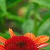Echinacea 'Twilight', flowers