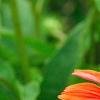 Echinacea 'Twilight', flowers