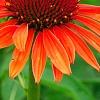 Echinacea 'Twilight', flowers