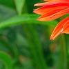 Echinacea 'Twilight', flowers