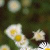 Erigeron annuus, flowers