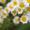 Erigeron annuus, flowers