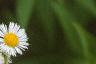 Erigeron annuus, flowers