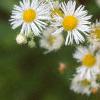Erigeron annuus, flowers