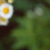 Erigeron annuus, flowers