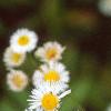 Erigeron annuus, flowers