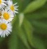 Erigeron annuus, flowers