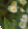 Erigeron annuus, flowers