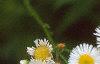 Erigeron annuus, flowers