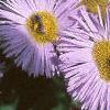 Erigeron glaucus 'Olga', flowers