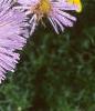 Erigeron glaucus 'Olga', flowers