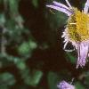Erigeron glaucus 'Olga', flowers