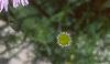 Erigeron glaucus 'Olga', flowers