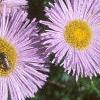 Erigeron glaucus 'Olga', flowers