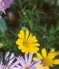 Erigeron glaucus 'Olga', flowers