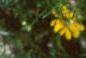 Erigeron glaucus 'Olga', flowers