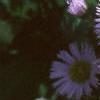 Erigeron glaucus 'Olga', flowers