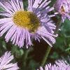 Erigeron glaucus 'Olga', flowers