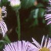 Erigeron glaucus 'Olga', flowers