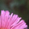 Erigeron 'Rosa Juwel', flowers