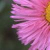 Erigeron 'Rosa Juwel', flowers